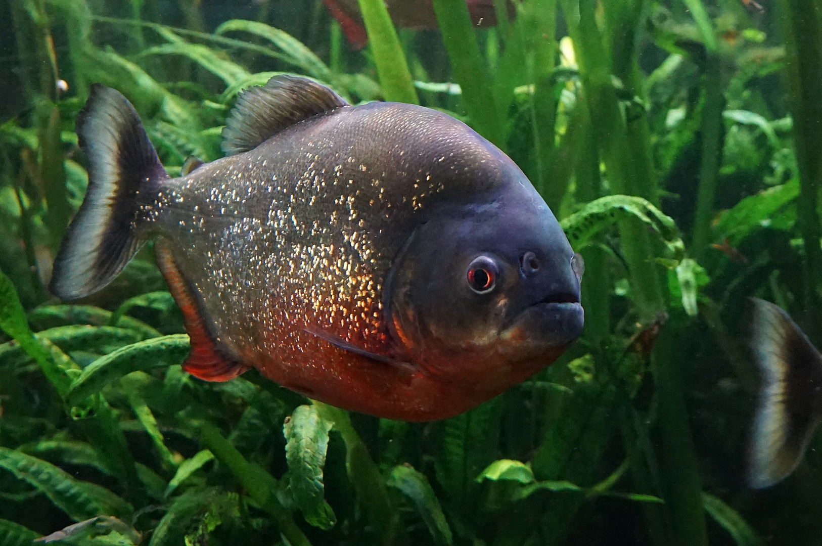 Zoo Duisburg -Roter Piranha