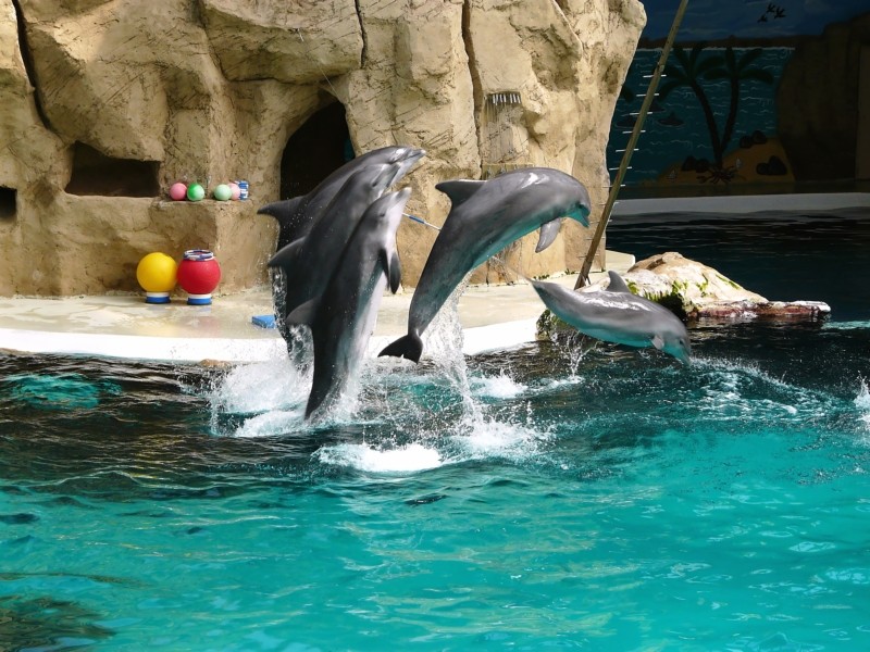 Zoo Duisburg Rwe Delphinarium 1 Foto Bild Tiere Zoo Wildpark Falknerei Saugetiere Bilder Auf Fotocommunity