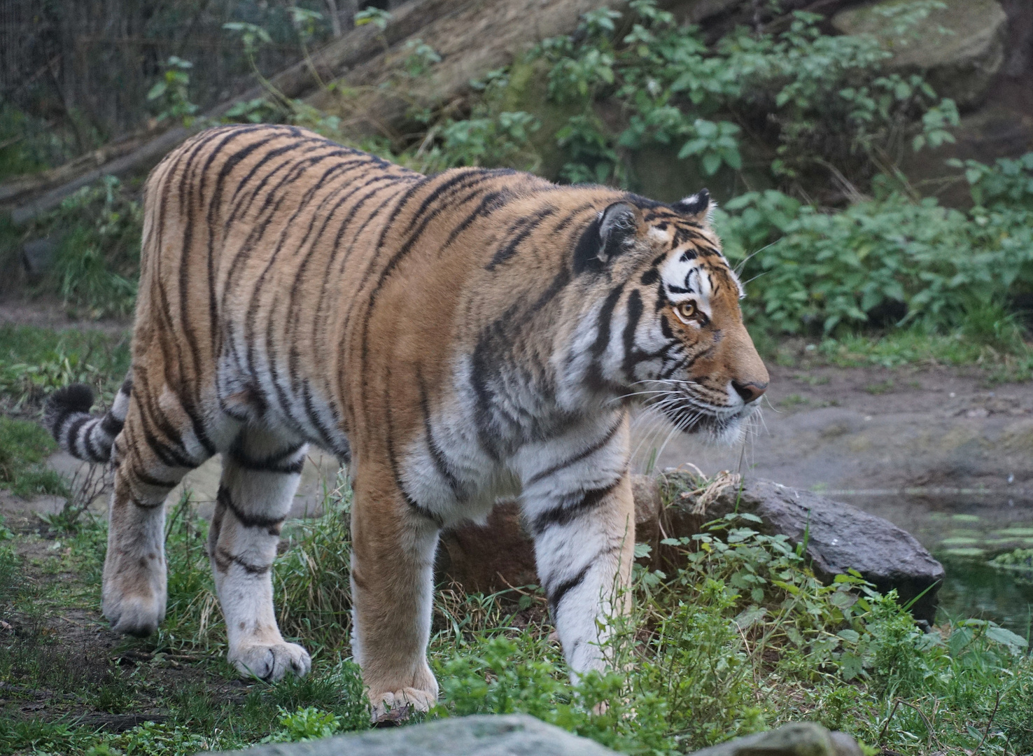 Zoo Duisburg - Sibirischer Tiger