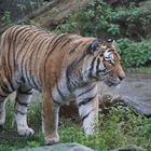 Zoo Duisburg - Sibirischer Tiger