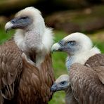 Zoo Duisburg - Tierfotografie - Gänsegeier mit Nachwuchs