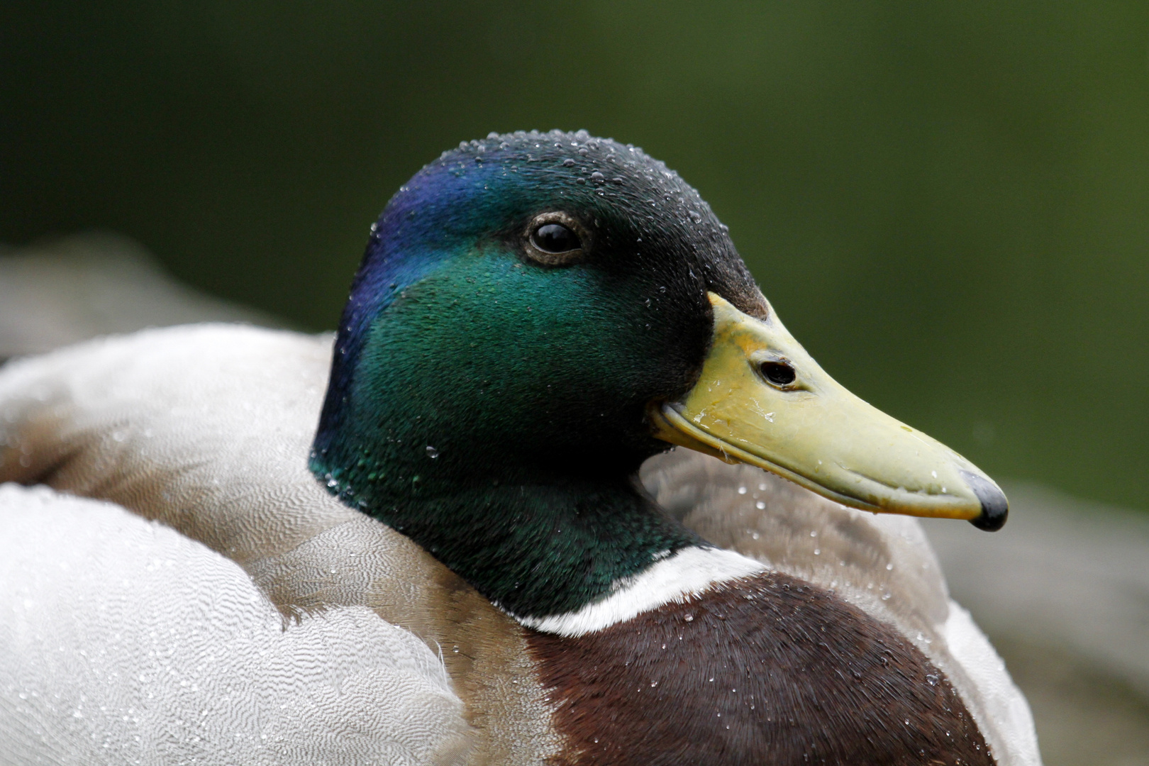 Zoo Duisburg,es regnet