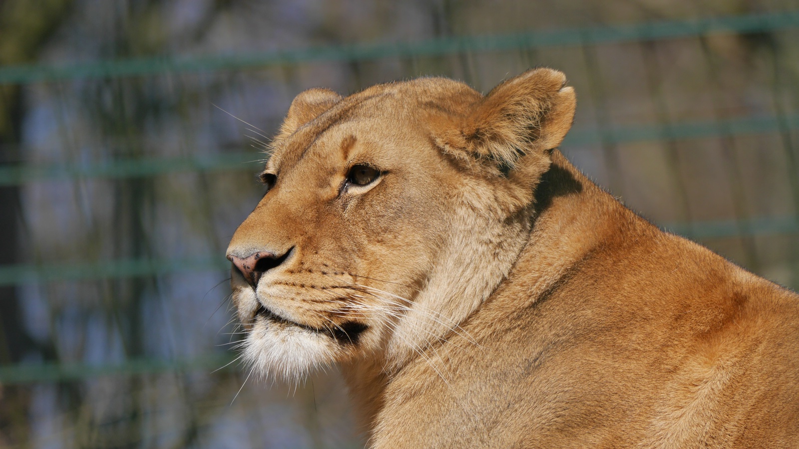 ZOO Eberswalde ... schicke Mieze