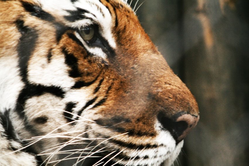 ZOO, EL TIGRE