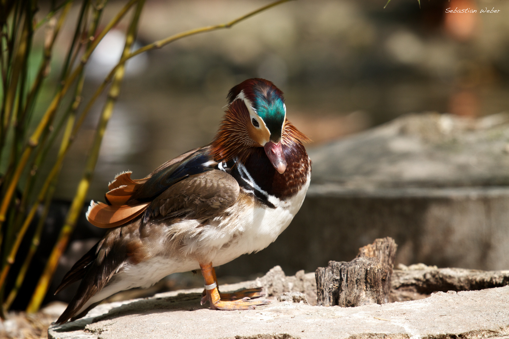 Zoo- Ente