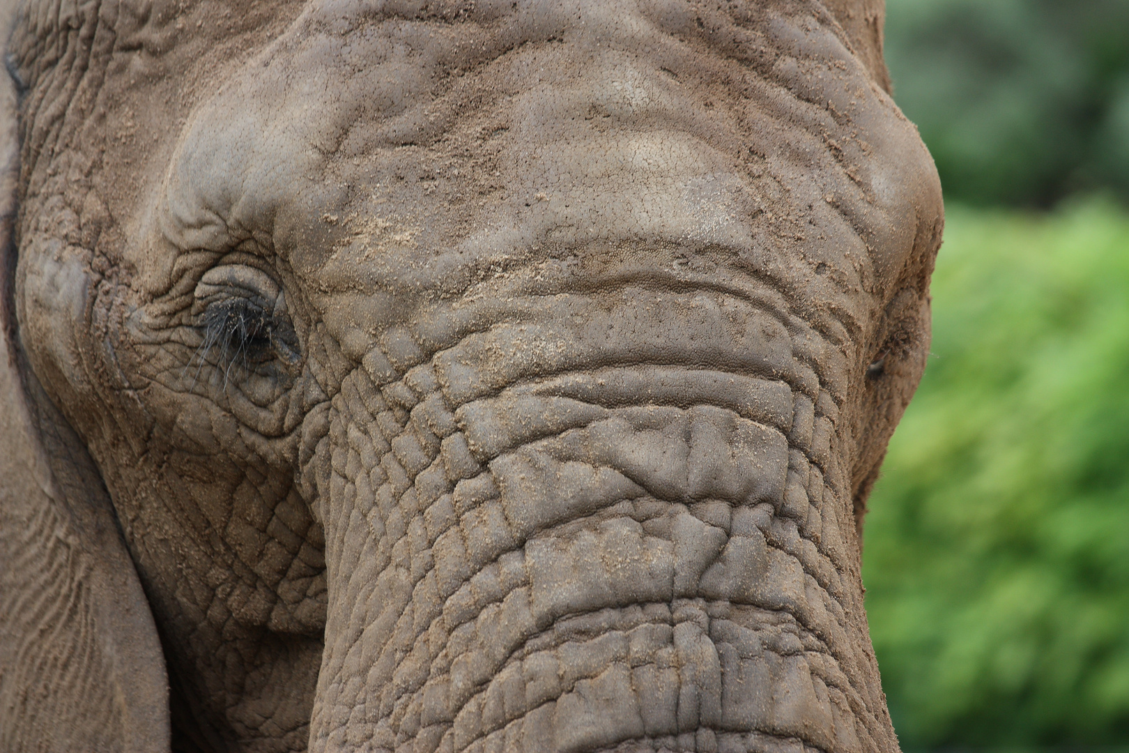 Zoo Erfurt,