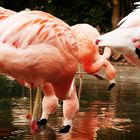 ZOO, FLAMENCOS