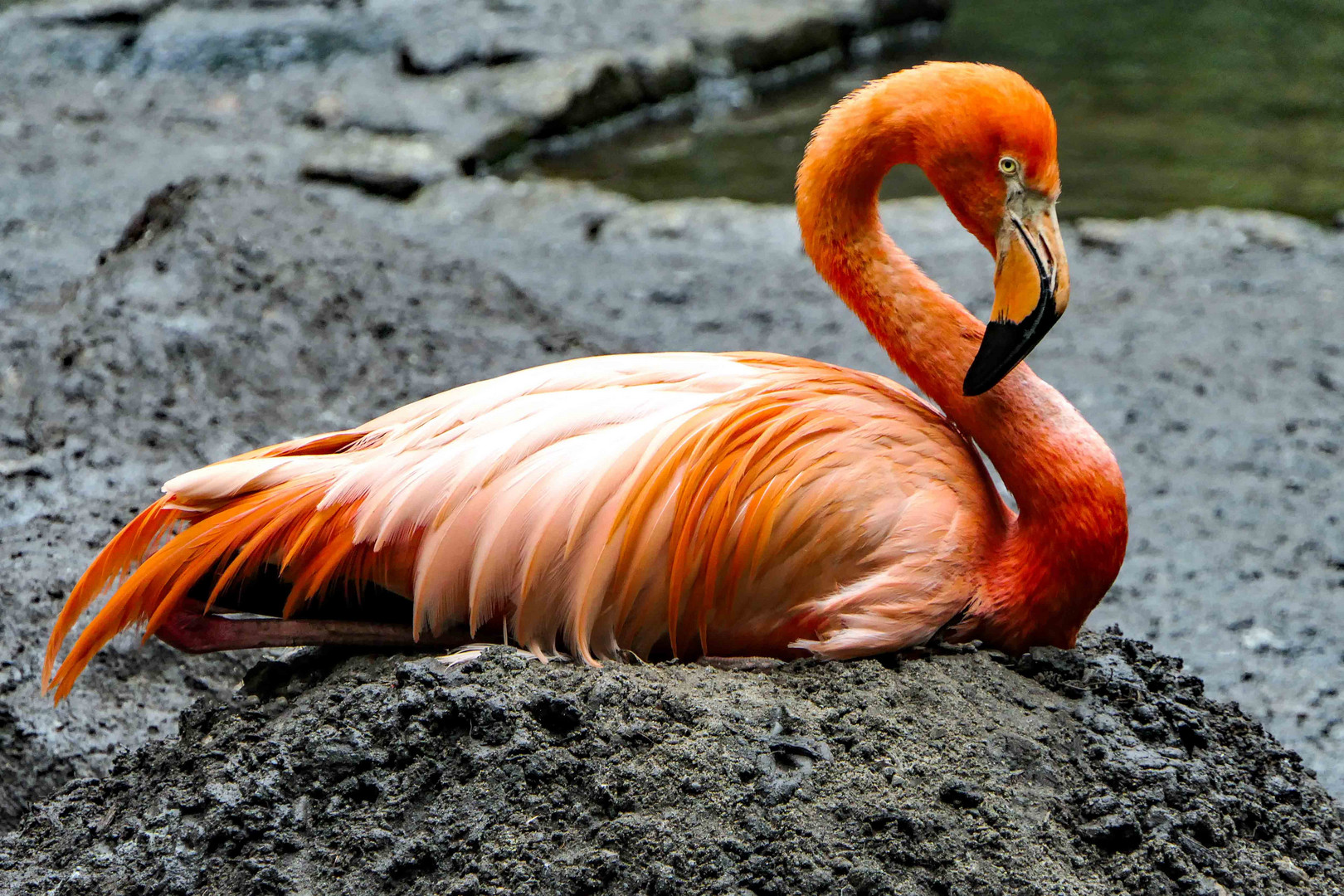 Zoo, Flamingo