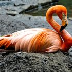 Zoo, Flamingo