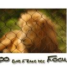 Zoo - Frage des Focus