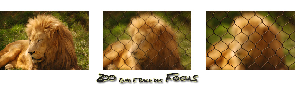 Zoo - Frage des Focus