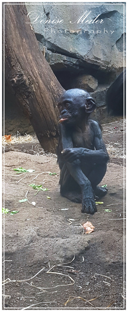 Zoo Frankfurt 2018