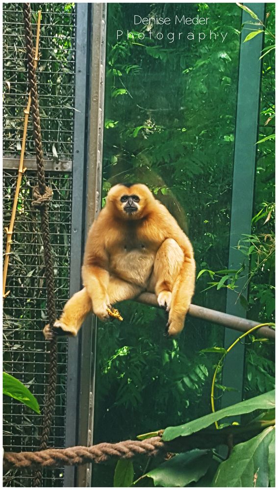 Zoo Frankfurt 2018