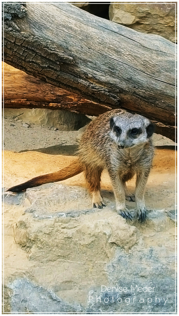 Zoo Frankfurt 2018