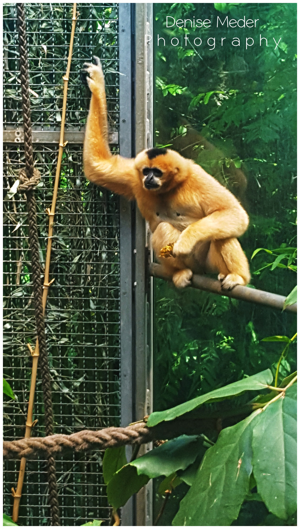 Zoo Frankfurt 2018