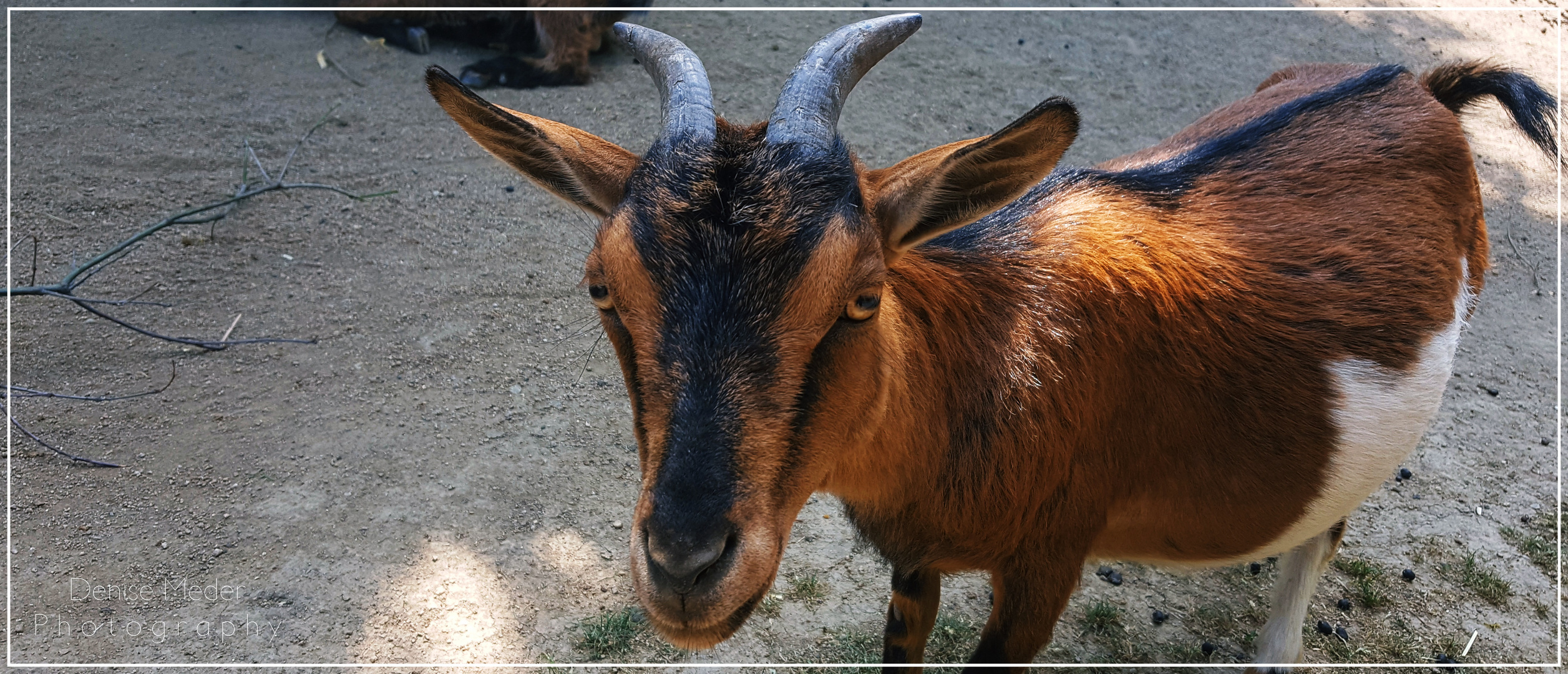 Zoo Frankfurt 2018