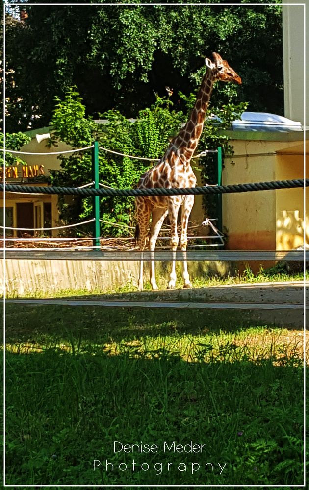 Zoo Frankfurt 2018