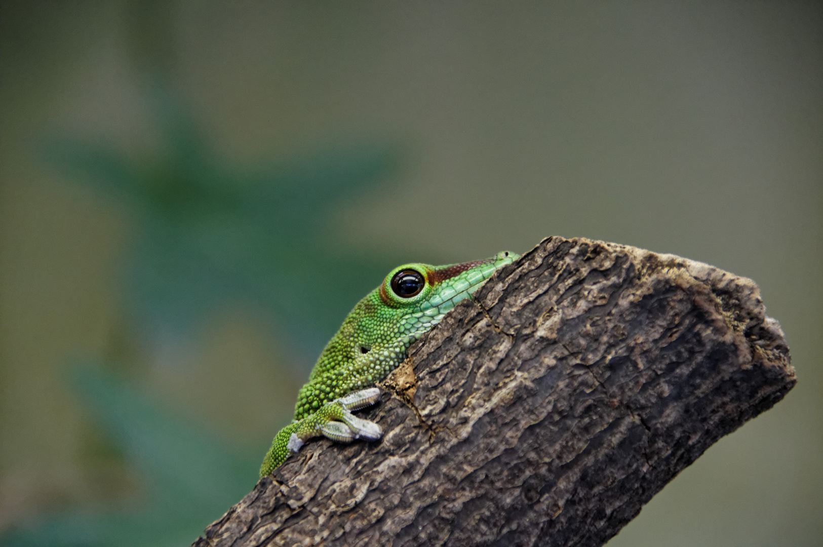 Zoo Frankfurt