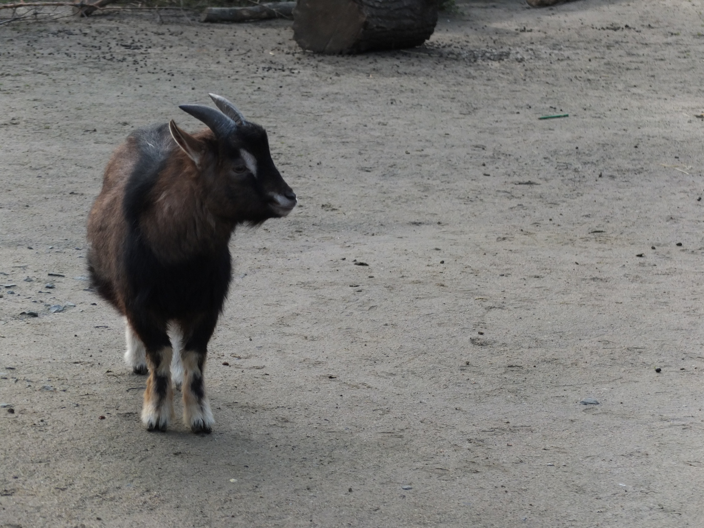 Zoo Frankfurt