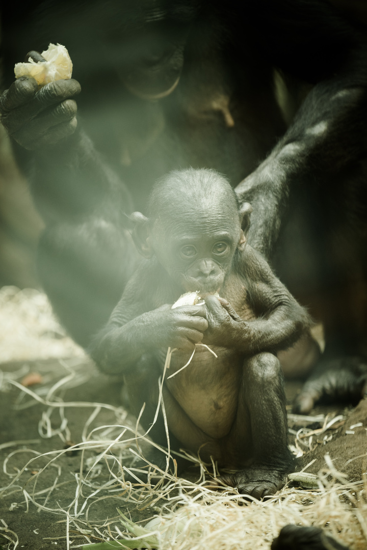 Zoo Frankfurt