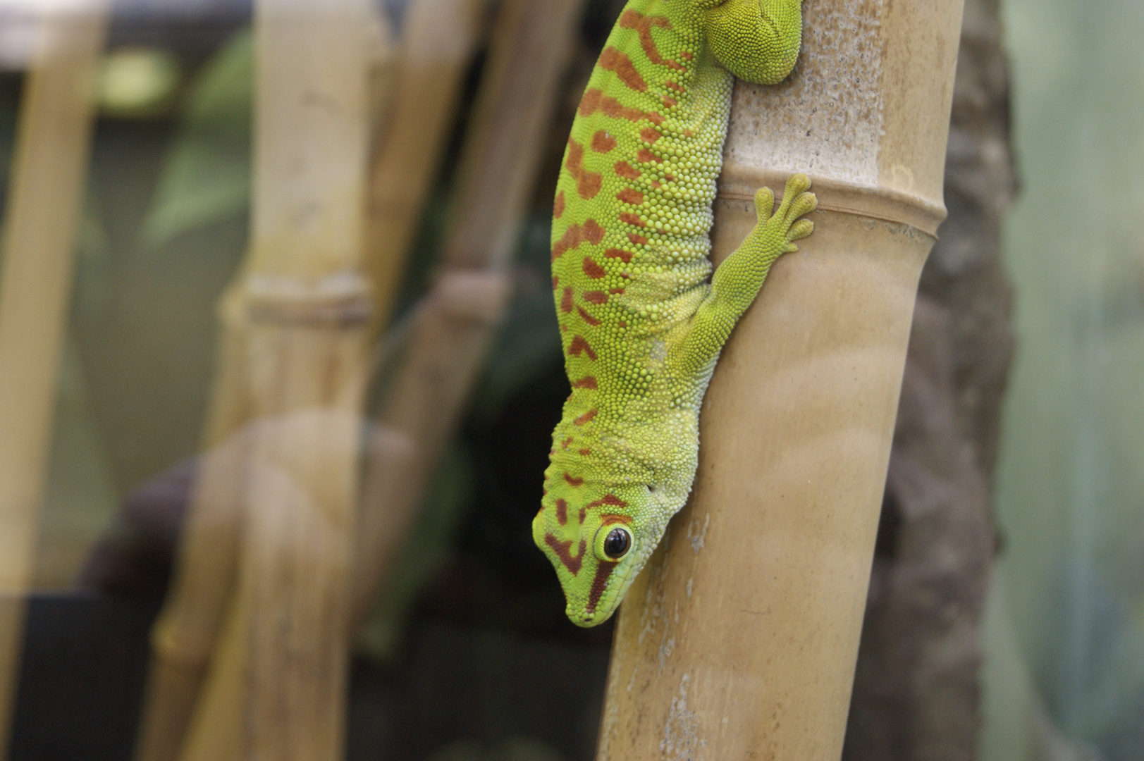 Zoo Frankfurt