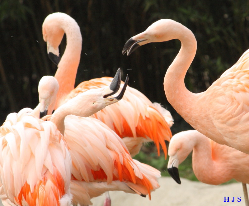 Zoo Frankfurt