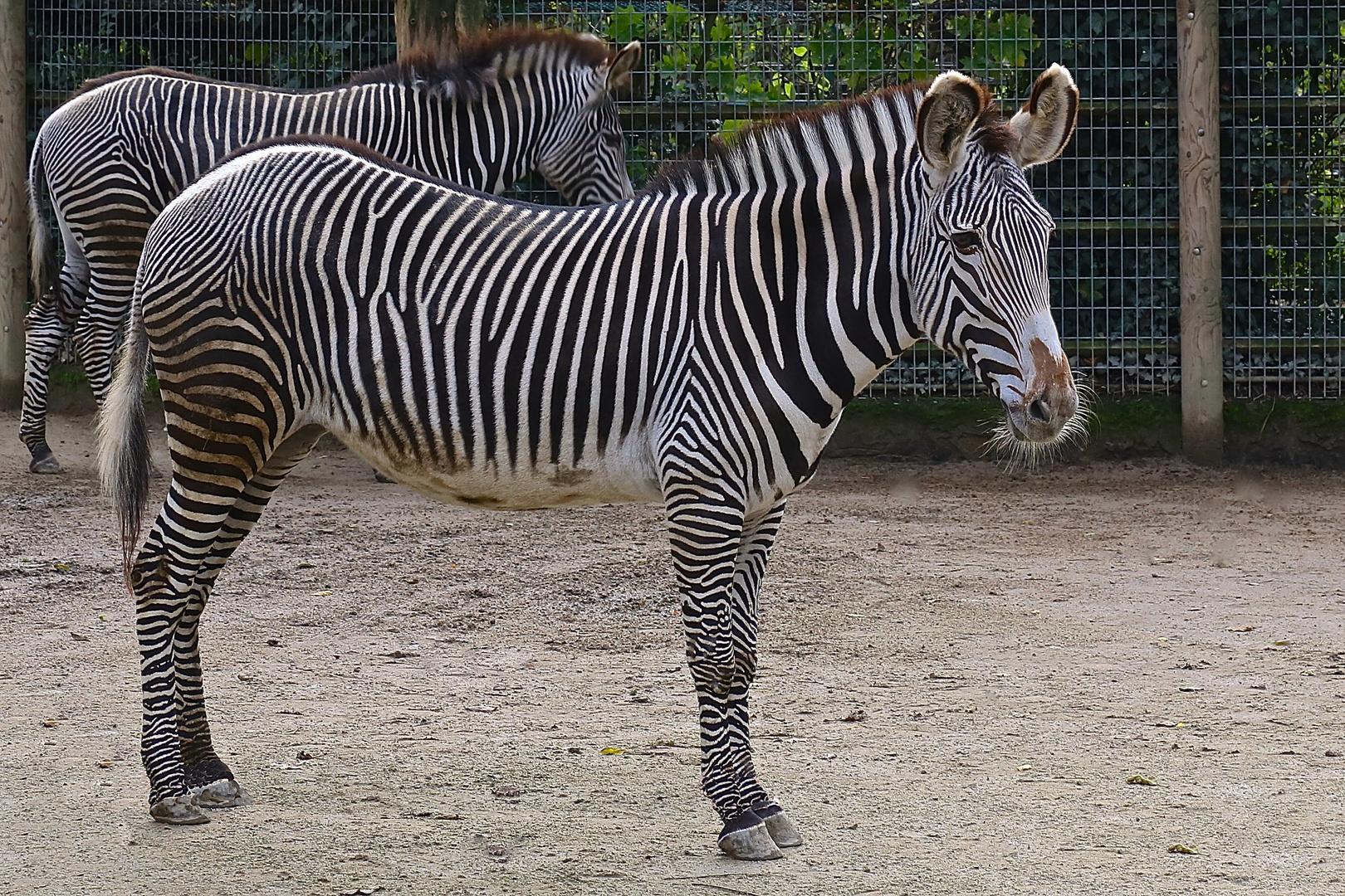 Zoo Frankfurt