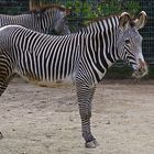 Zoo Frankfurt