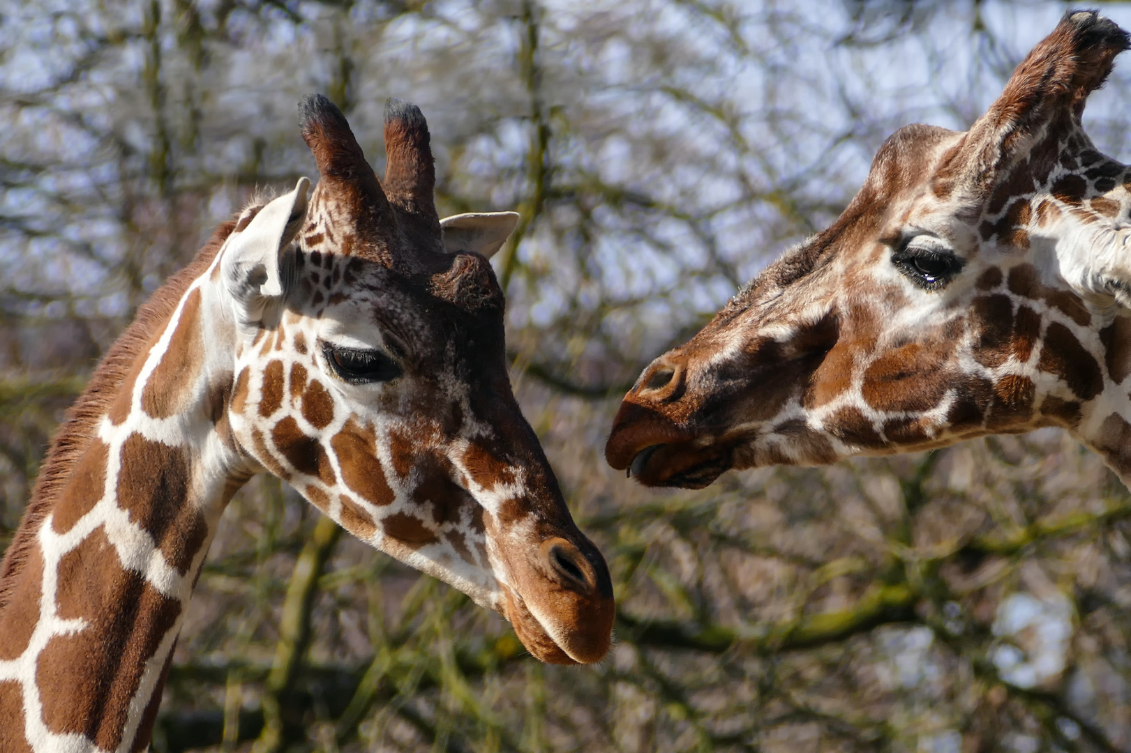 Zoo Frankfurt