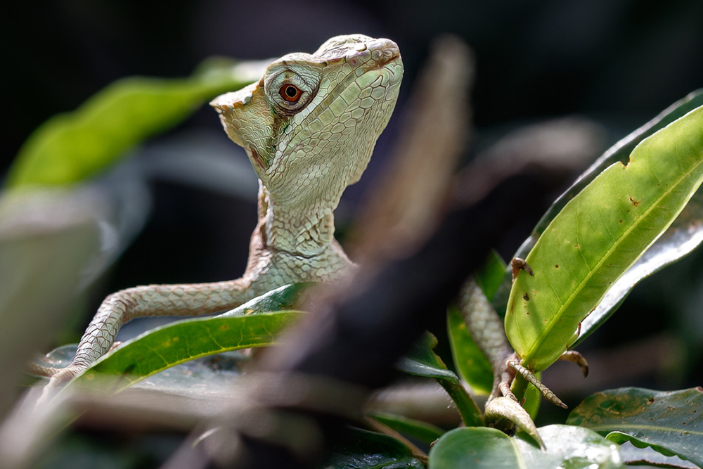 Zoo Frankfurt ... Kronenbasilisk