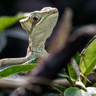 Zoo Frankfurt ... Kronenbasilisk