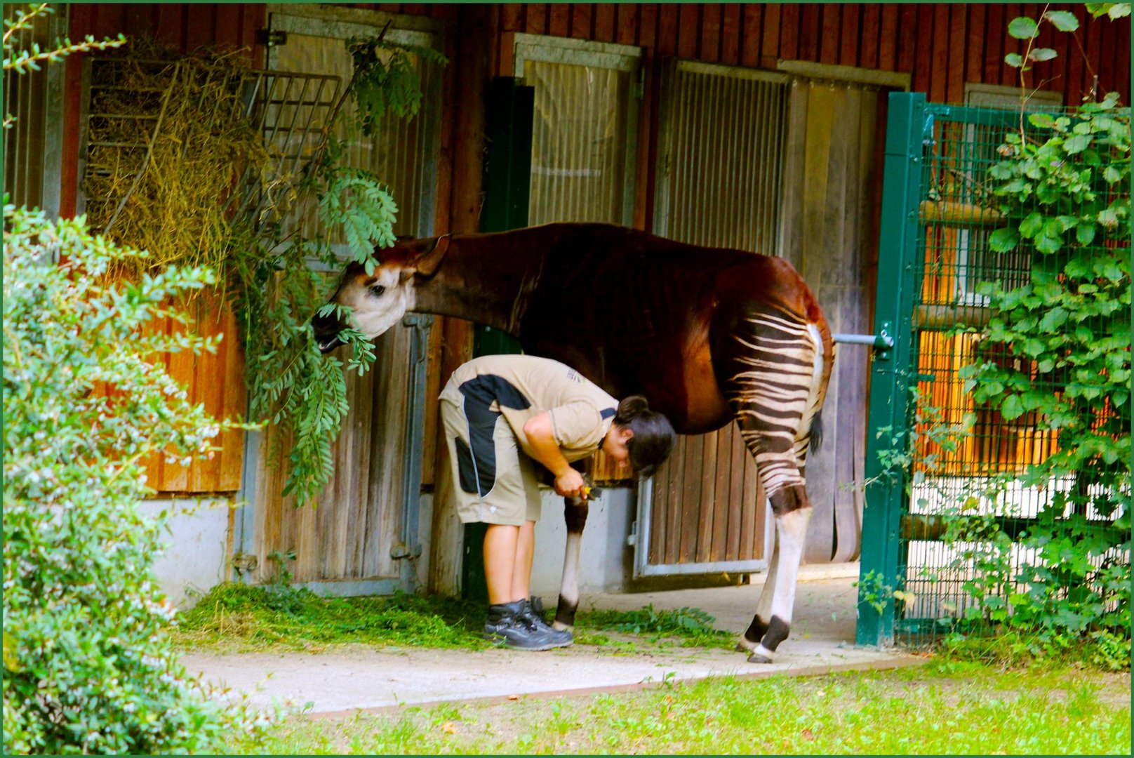 Zoo Frankfurt  Okapi