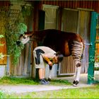 Zoo Frankfurt  Okapi