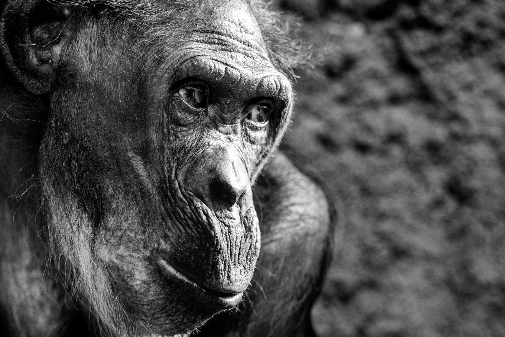 Zoo Frankfurt - Schimpanse