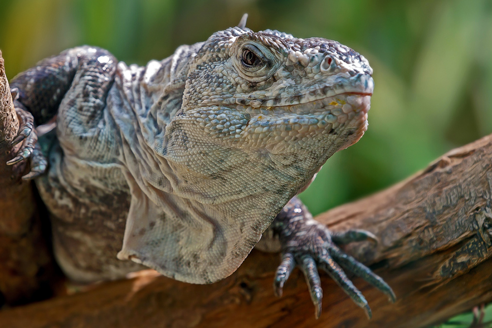 Zoo Frankfurt ... Utila-Leguan (Ctenosaura bakeri) ...