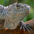 Zoo Frankfurt ... Utila-Leguan (Ctenosaura bakeri) ...