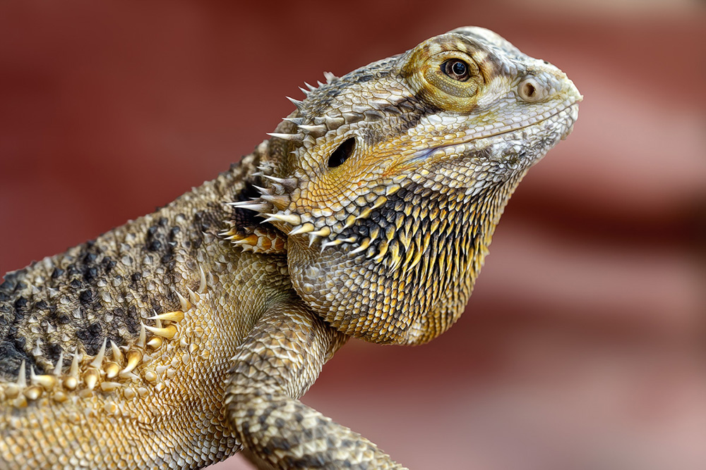 Zoo Frankfurt ... XIII ... Bartagame (Amphibolurus vitticeps)