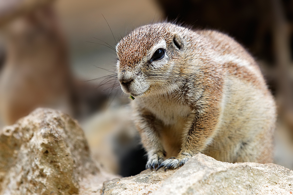 Zoo Frankfurt ....XIV... Kap-Borstenhörnchen (Xerus inauris), südliches Afrika