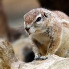 Zoo Frankfurt ....XIV... Kap-Borstenhörnchen (Xerus inauris), südliches Afrika