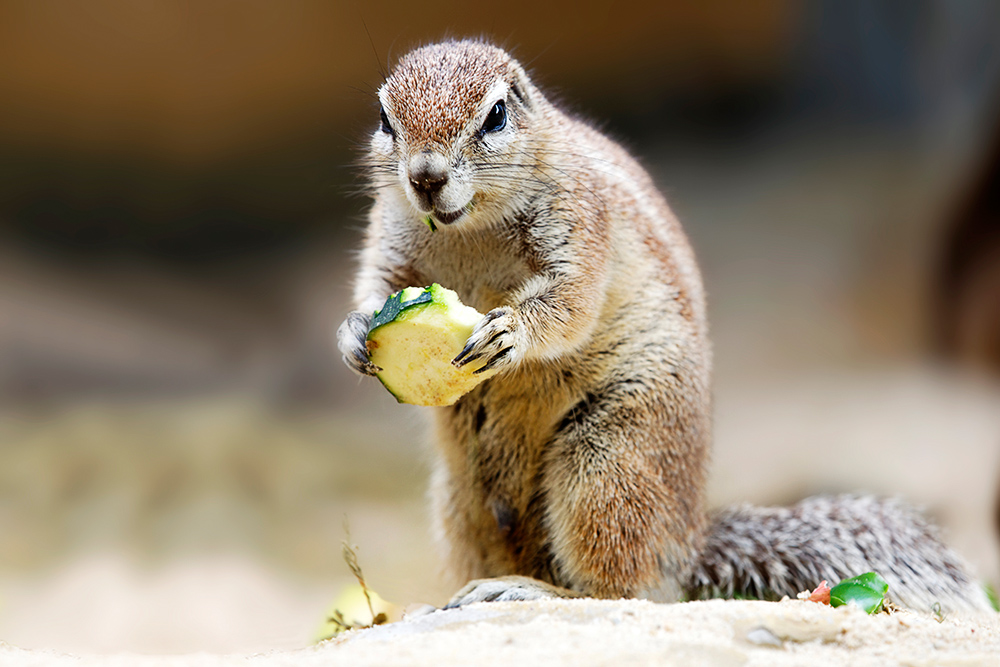 Zoo Frankfurt ....XV... Kap-Borstenhörnchen (Xerus inauris), südliches Afrika