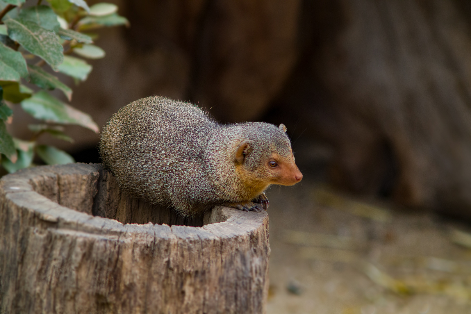 Zoo Gelsenkirchen