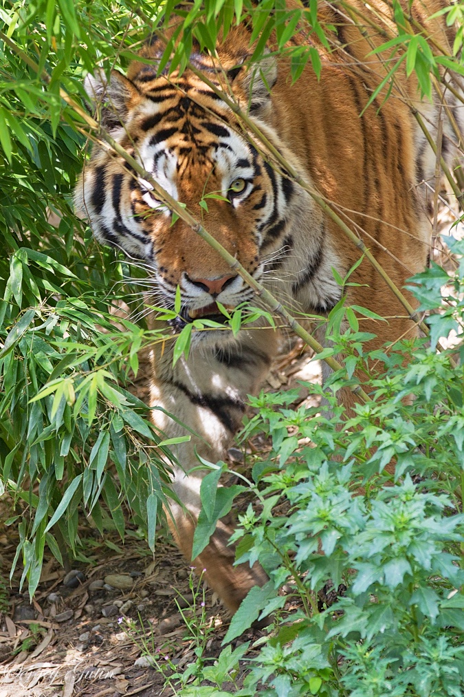 Zoo Gelsenkirchen