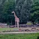 Zoo Gelsenkirchen