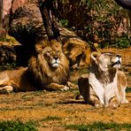 Zoo Gelsenkirchen -- Im Löwengehege.....