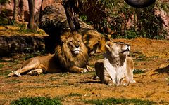 Zoo Gelsenkirchen -- Im Löwengehege.....