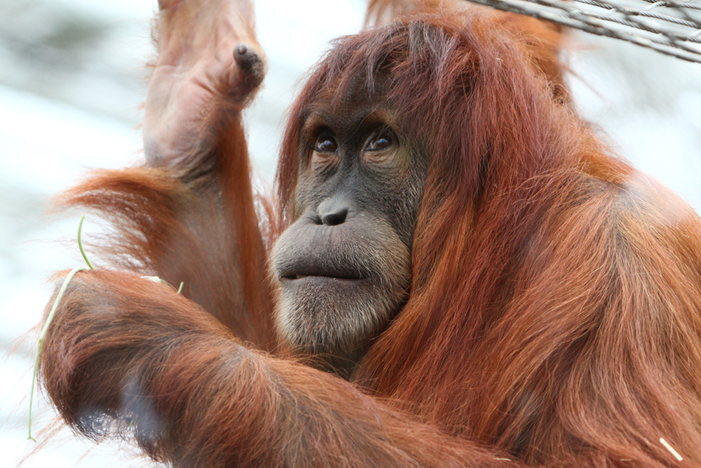 Zoo Gelsenkirchen Orang-Utan