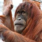 Zoo Gelsenkirchen Orang-Utan