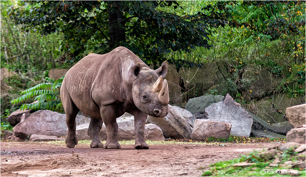 Zoo Gesichter (2)