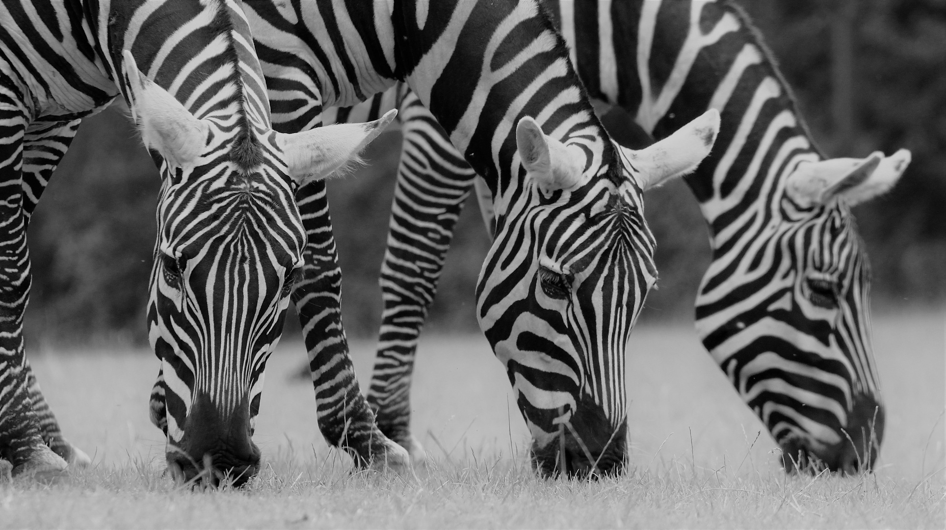 Zoo Givskud, DK