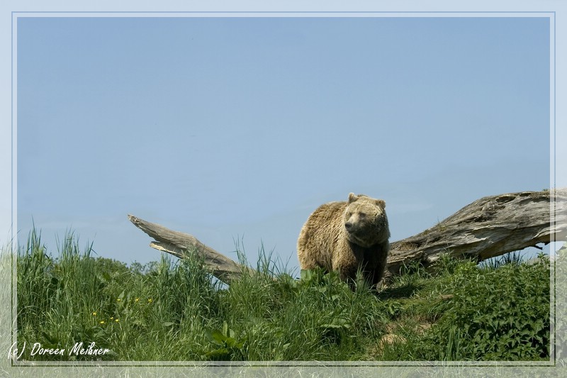 Zoo grenzenlos...